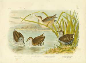 Tabuan Water Crake or Sooty Crake